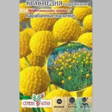 Краспедия Барабанные палочки шаровидная