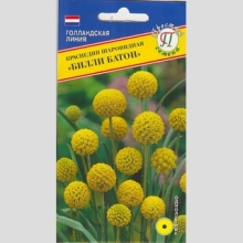 Краспедия Билли Батон шаровидная