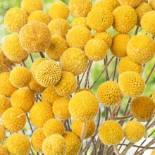 Краспедия Мерлин шаровидная