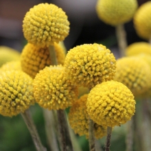 Краспедия Золотые шары