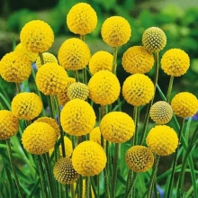 Краспедия Билли Батон шаровидная