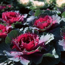 Капуста Крейн красная F1 (декоративная)