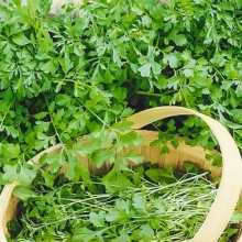 Кресс-салат Кудрявый