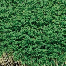 Кресс-салат Темп