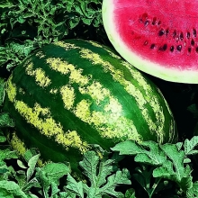 Арбуз Кримсон свит