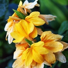 Кроссандра Тропик жёлтая