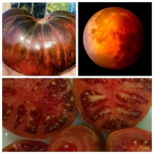 Томат Кровавая луна (Blood Moon)