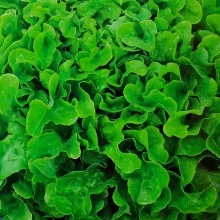 Салат Кружевница (листовой)