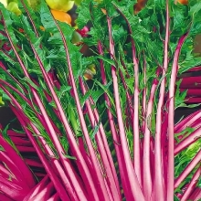 Салат Цикорий Кружевные Узоры каталонский