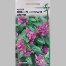 Куфея Ллавея Шрирача Виолет