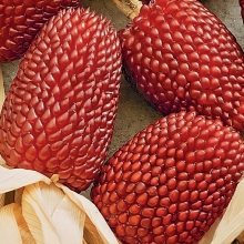 Кукуруза Земляничная