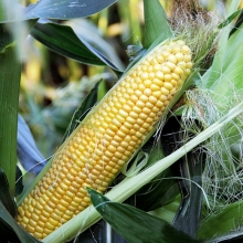 Кукуруза Сладкие бусы
