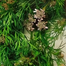 Кумин (тмин) Восточная сказка