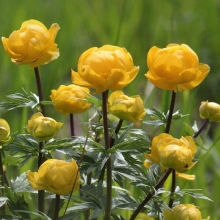 Купальница Золотая роза