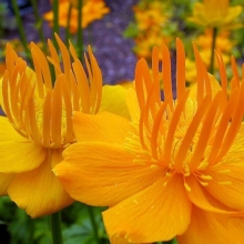 Купальница Китайская