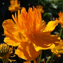 Купальница Золотая корона