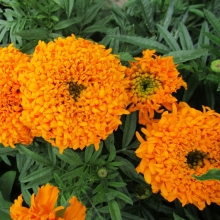 Бархатцы Купид Голден Оранж