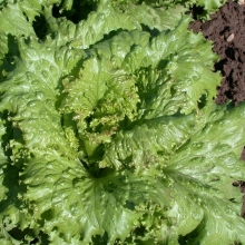 Салат Кучерявец грибовский