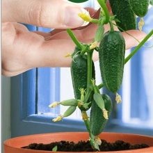 Огурец Квартирант F1