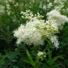 Лабазник Знахарь вязолистный (таволга)