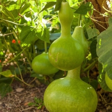 Тыква декоративная Бутылочная (лагенария)