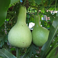 Лагенария Графин