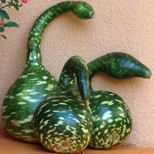 Лагенария Змейка