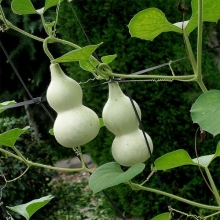 Тыква (лагенария) Куколка-Матрешка