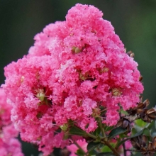 Лагерстроемия Индийская сирень