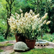 Лагурус Заячий хвостик