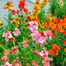 Лакфиоль Весенняя песенка