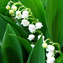 Ландыш Бриллиант (майский)