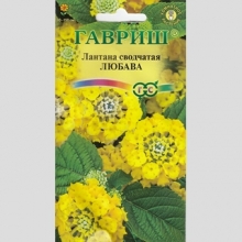 Лантана Любава сводчатая