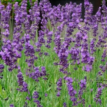 Лаванда Люблинская Семко