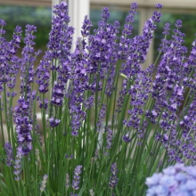 Лаванда Munstead Strain Blue узколистная (большой пакет)