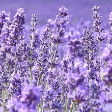 Лаванда Нежность