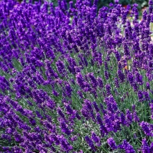 Лаванда Синеглазка