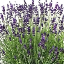 Лаванда Прованс (узколистная)
