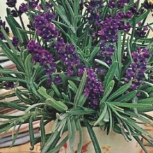 Лаванда Южанка