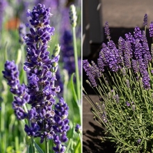 Лаванда Синее копье узколистная