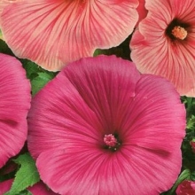 Лаватера Шелк и кашемир смесь