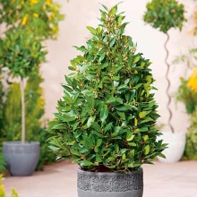 Лавр благородный (большой пакет)