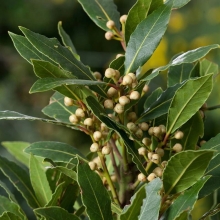 Лавр Экзотика (благородный)