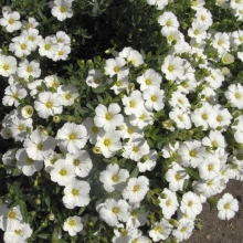 Легузия Первый поцелуй