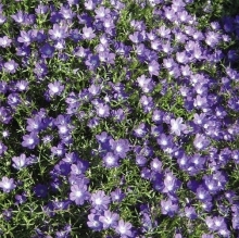 Легузия Зеркало Венеры