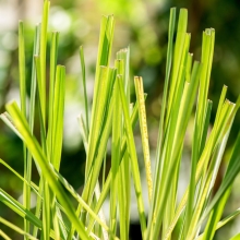 Лемонграсс Лимонное Сорго (большой пакет)