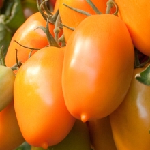 Томат Лемончелло F1