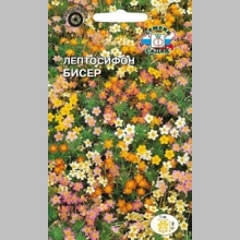 Лептосифон Бисер гибридный