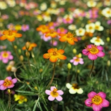 Лептосифон Бисер гибридный