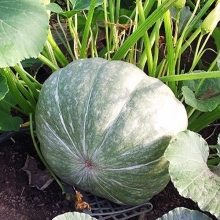 Тыква Лечебная